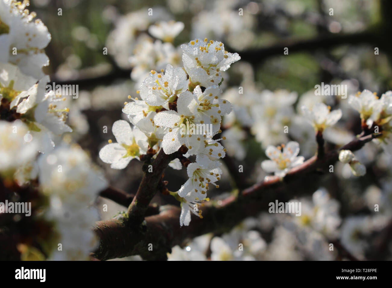 Belle fleur fond blanc de printemps Prunus spinosa fleurs, couvert de rosée, touché par la lumière du soleil tôt le matin. Également connu sous le nom de prunellier ou Banque D'Images