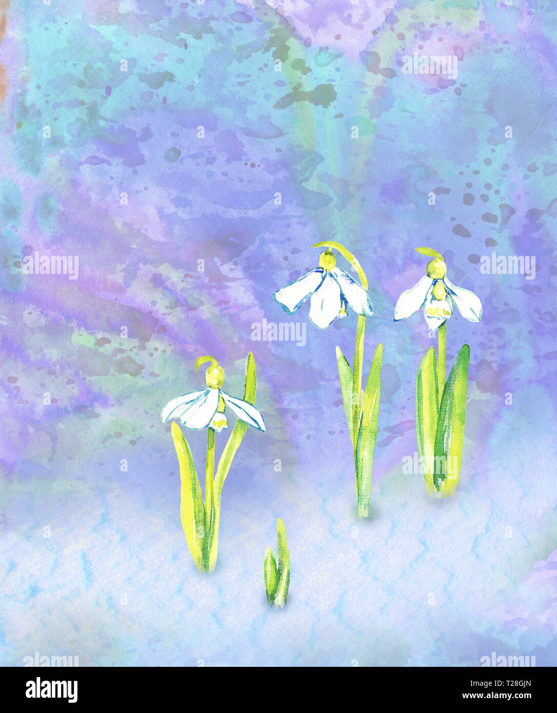 Perce-neige blanc fleurs sur fond abstrait coloré en bleu, les éclaboussures de couleurs verte, peinte à l'aquarelle, illustration des cartes de vœux Banque D'Images