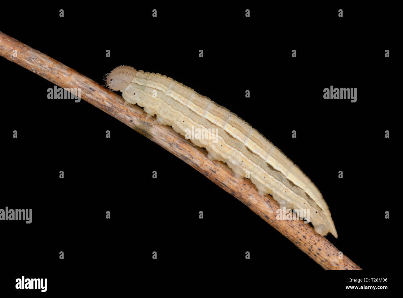 Papillon blanc marbré caterpillar (Melanargia galathea) Royaume-Uni. Banque D'Images