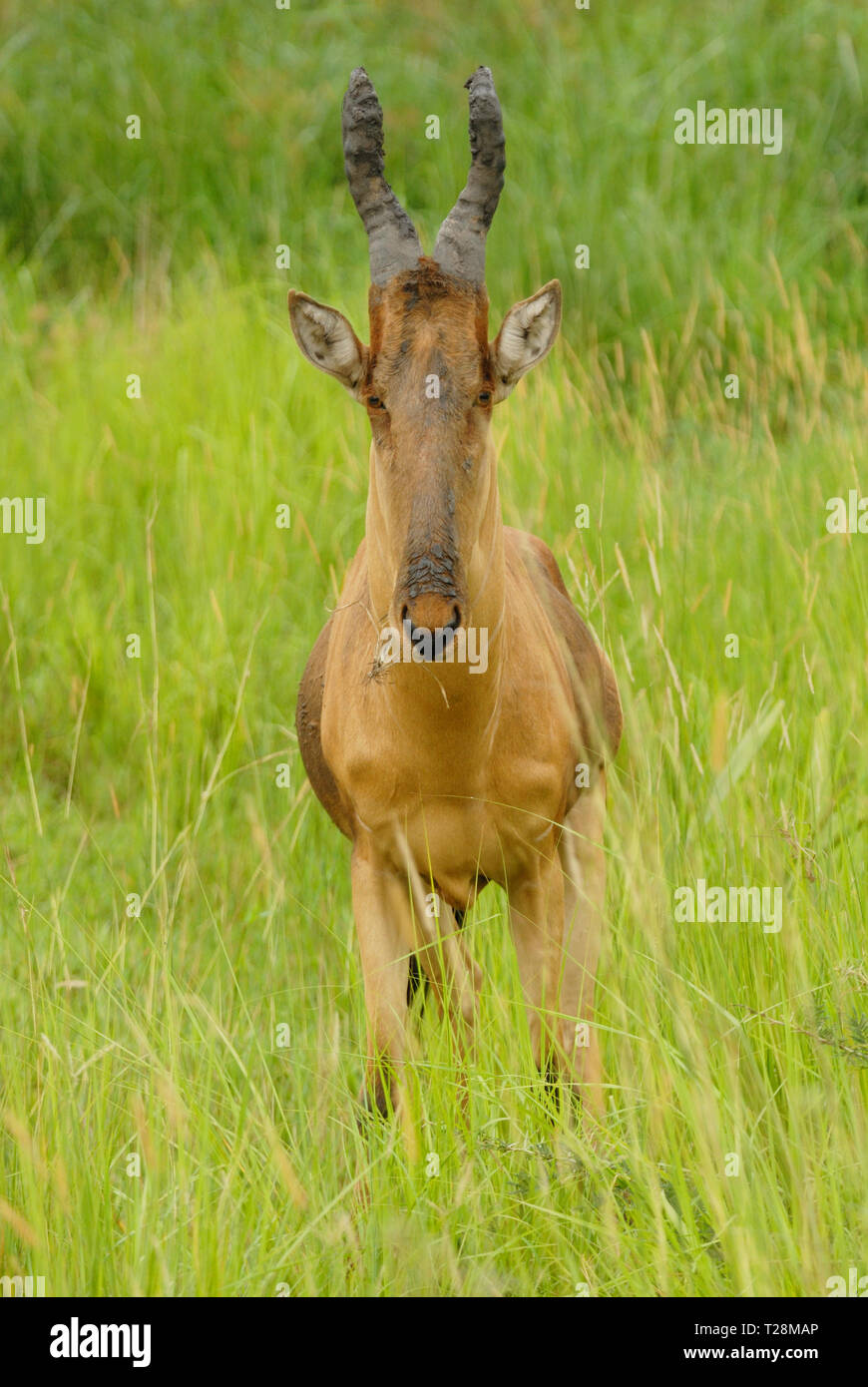 (Bubale Alcelaphus buselaphus) dans le parc national de Murchison Automne Banque D'Images