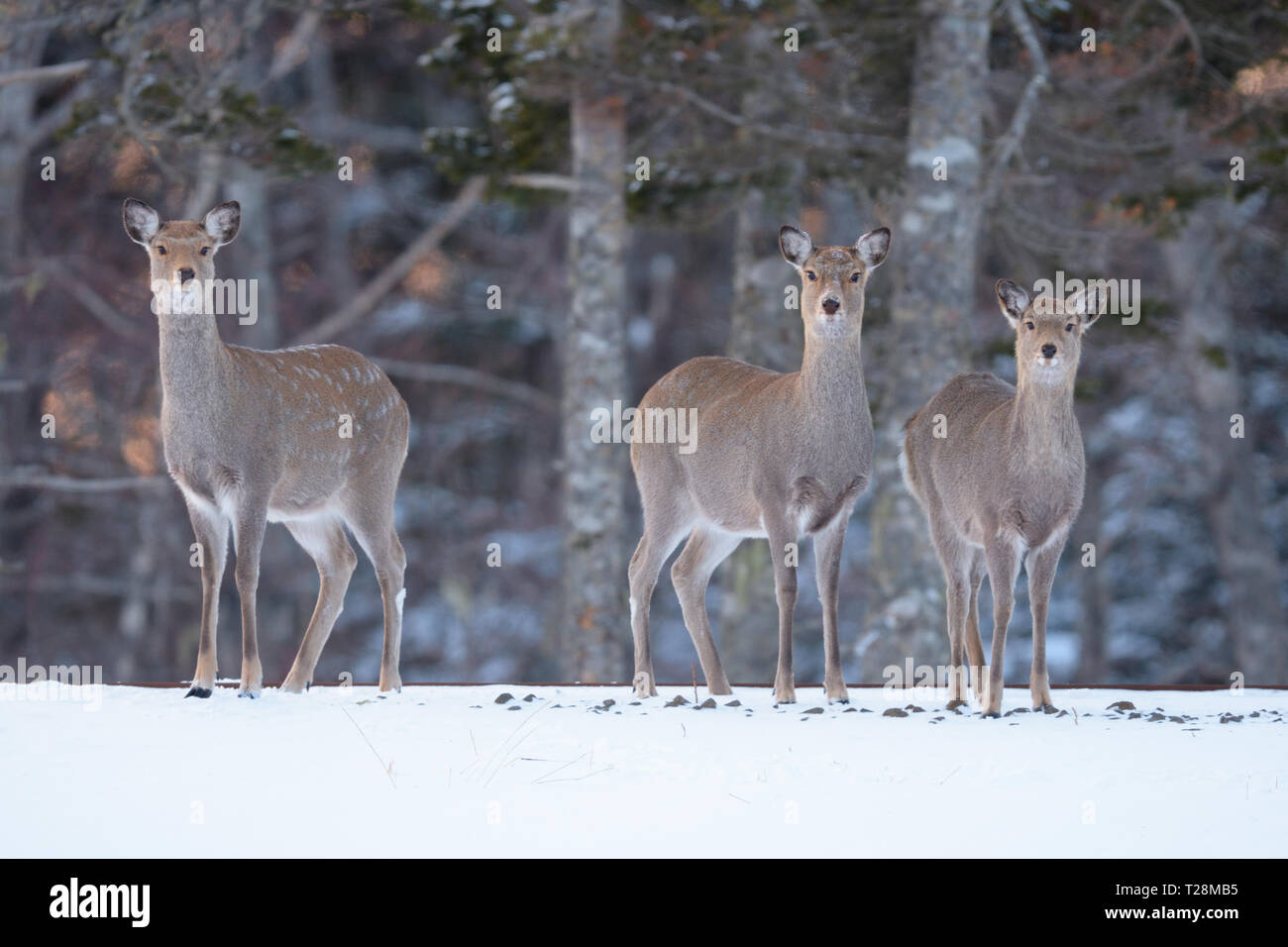 Le cerf sika (Cervus nippon) sur l'île d'Hokkaido Banque D'Images