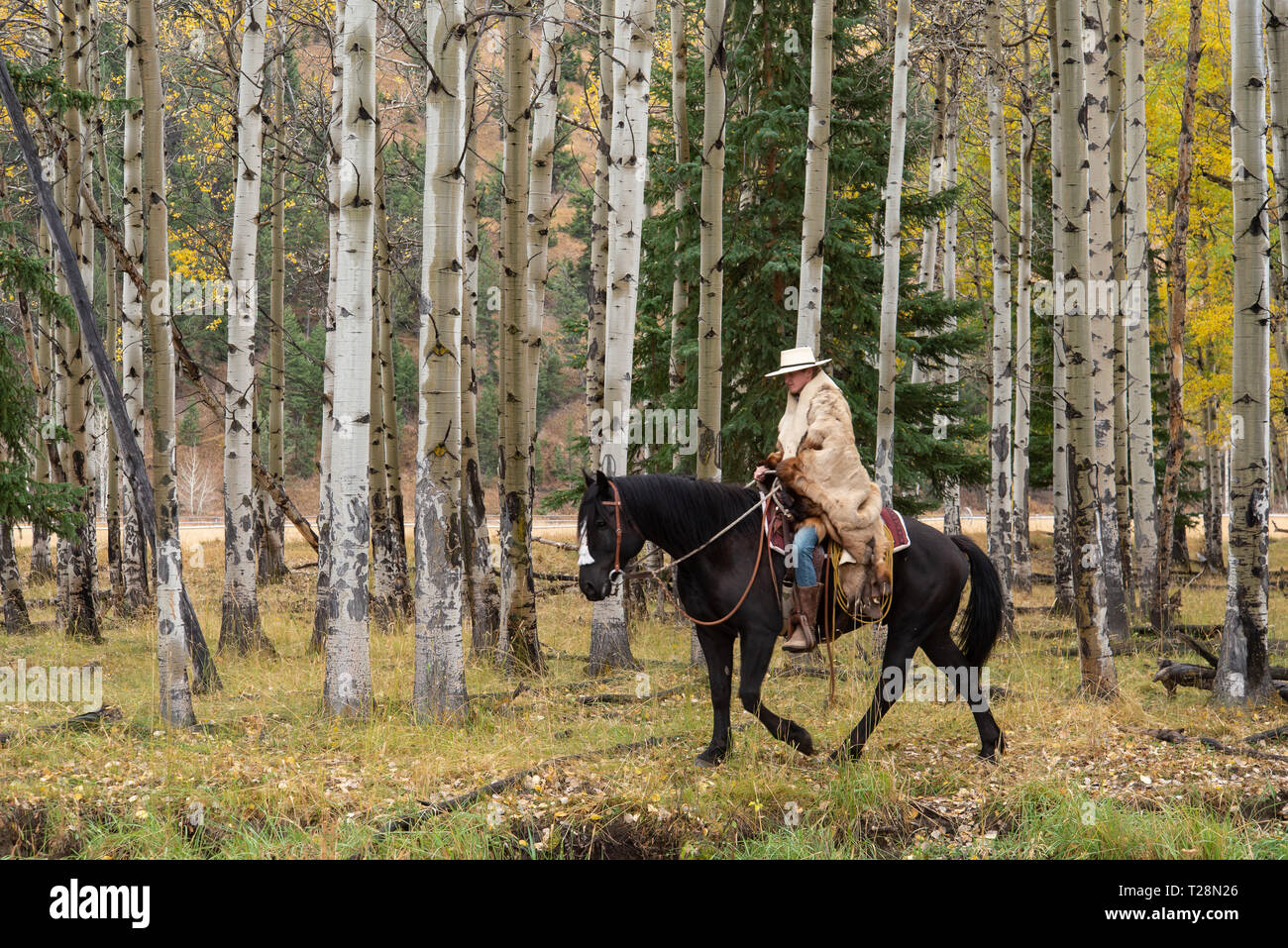 Cowboy du Wyoming, USA Banque D'Images