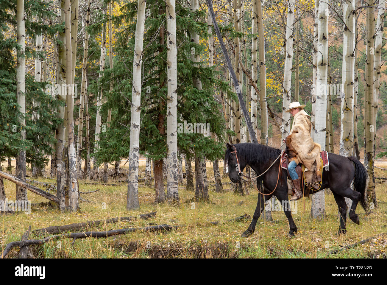 Cowboy du Wyoming, USA Banque D'Images