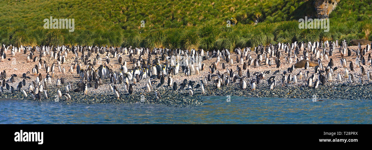 Les manchots de Magellan (Spheniscus magellanicus) et de manchots royaux (Aptenodytes patagonicus), colonie sur l'île de la carcasse, Îles Falkland, Royaume-Uni Banque D'Images