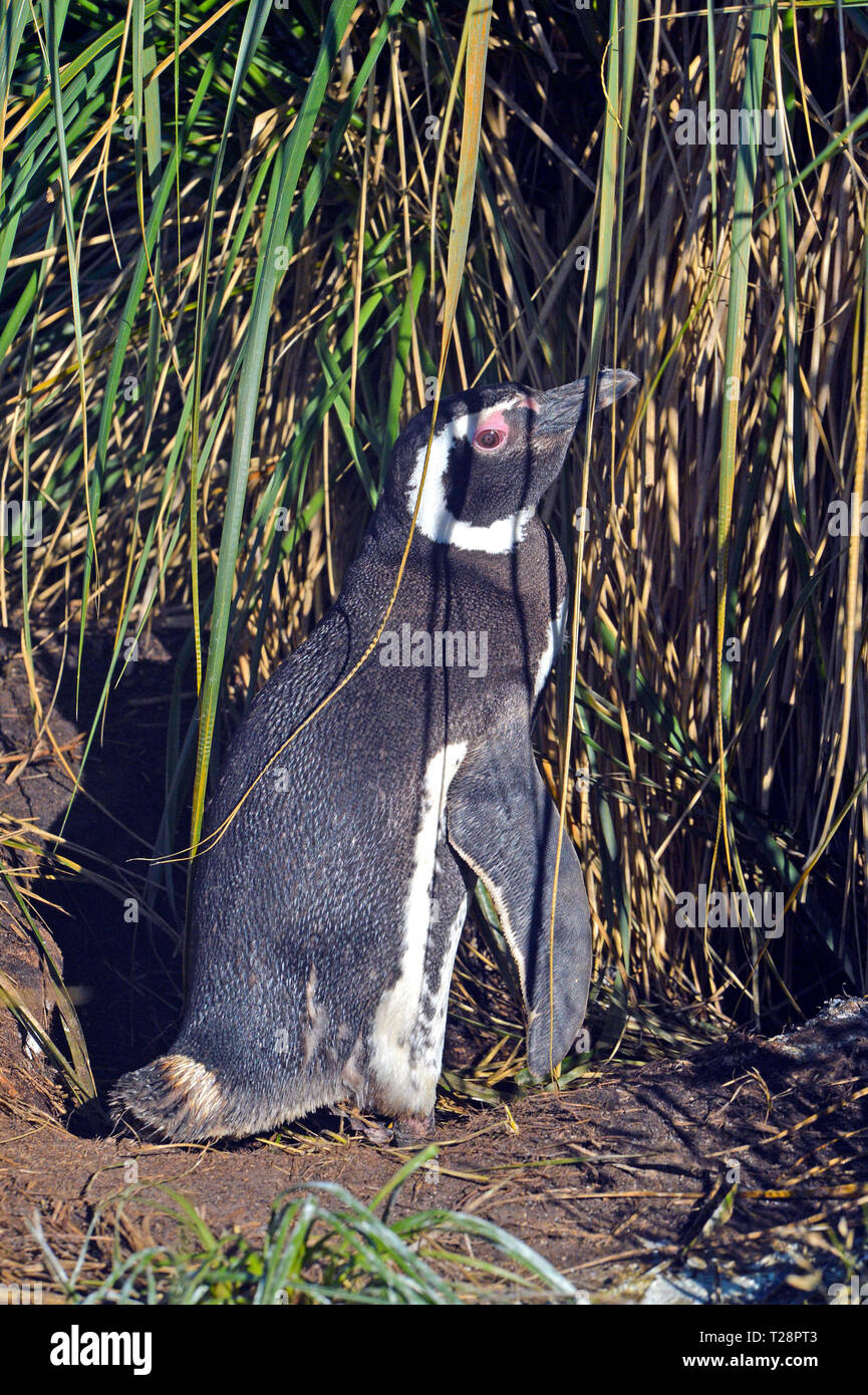 Les manchots de Magellan (Spheniscus magellanicus), à l'herbage, île de la carcasse, Îles Falkland, Royaume-Uni Banque D'Images