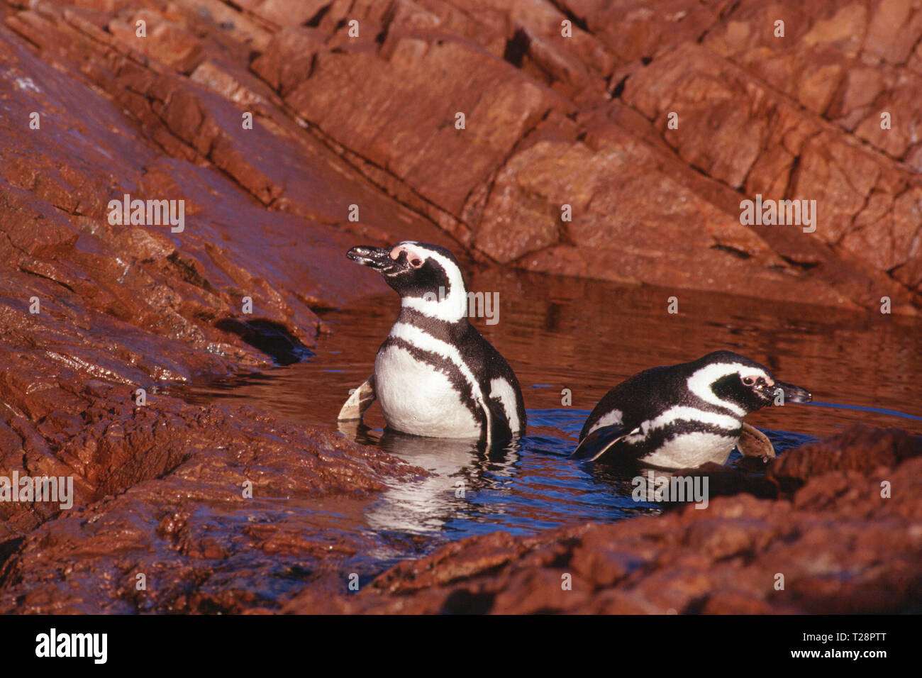 Les manchots de Magellan (Spheniscus magellanicus), paire dans l'eau, Puerto Deseado, Patagonie, Argentine Banque D'Images