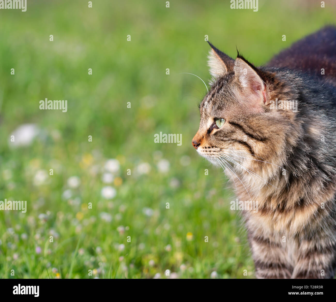 Longhair chat domestique sur l'herbe. Convient pour animal, animal de compagnie et la faune thèmes Banque D'Images