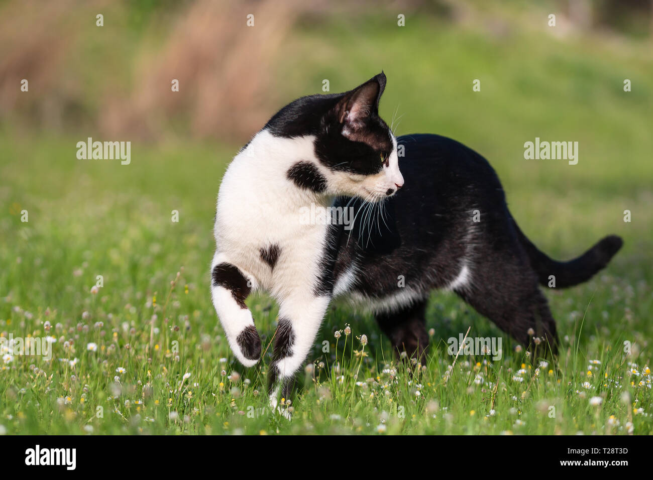 Chat domestique adultes marcher dans l'herbe. Convient aux animaux de la faune, des animaux et des thèmes Banque D'Images