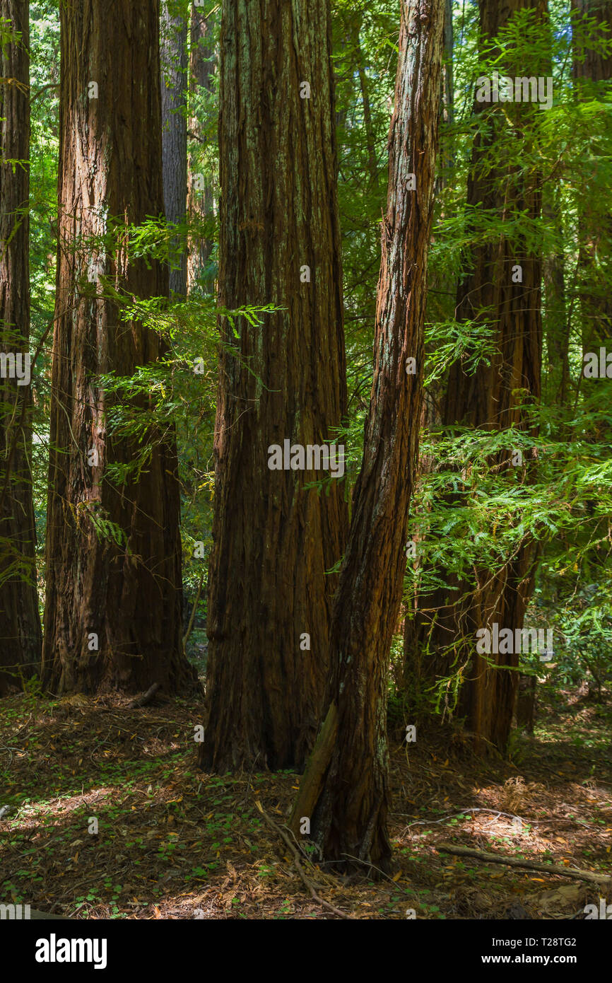 Armstrong Redwoods Banque D'Images