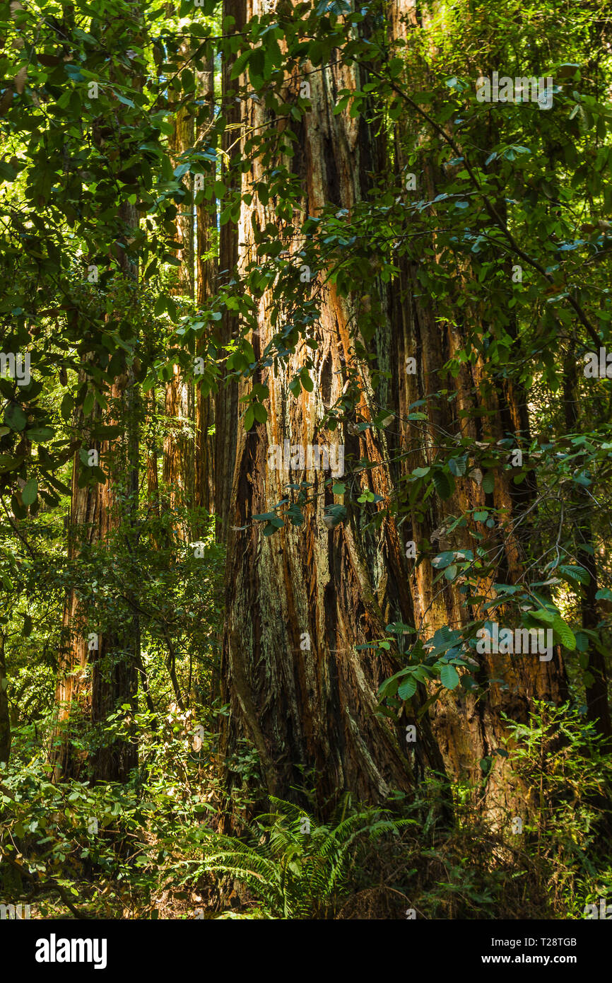 Armstrong Redwoods Banque D'Images