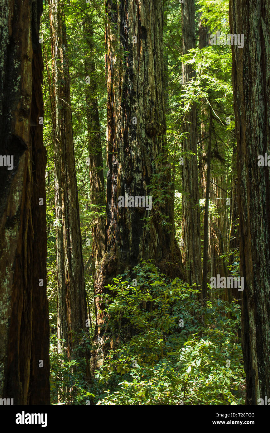 Armstrong Redwoods Banque D'Images