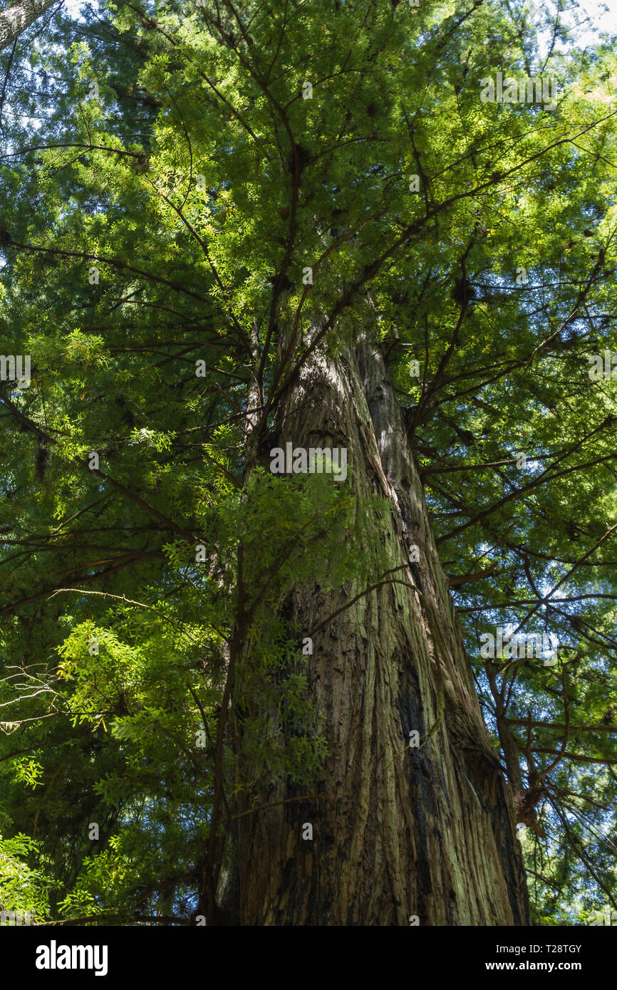 Armstrong Redwoods Banque D'Images