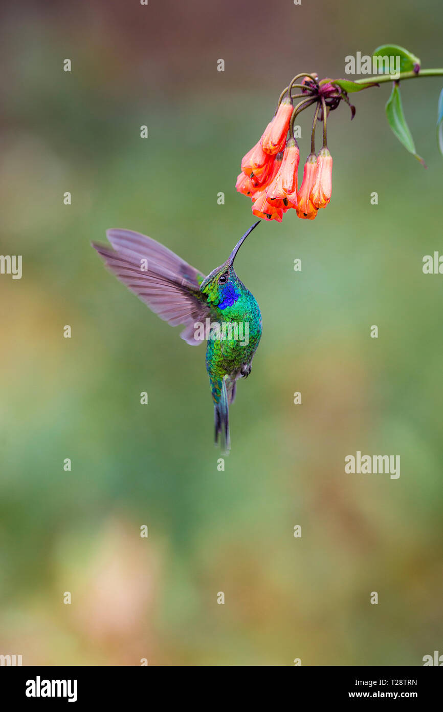 Hummingbird Violetear moindre s'alimenter à une fleur Banque D'Images