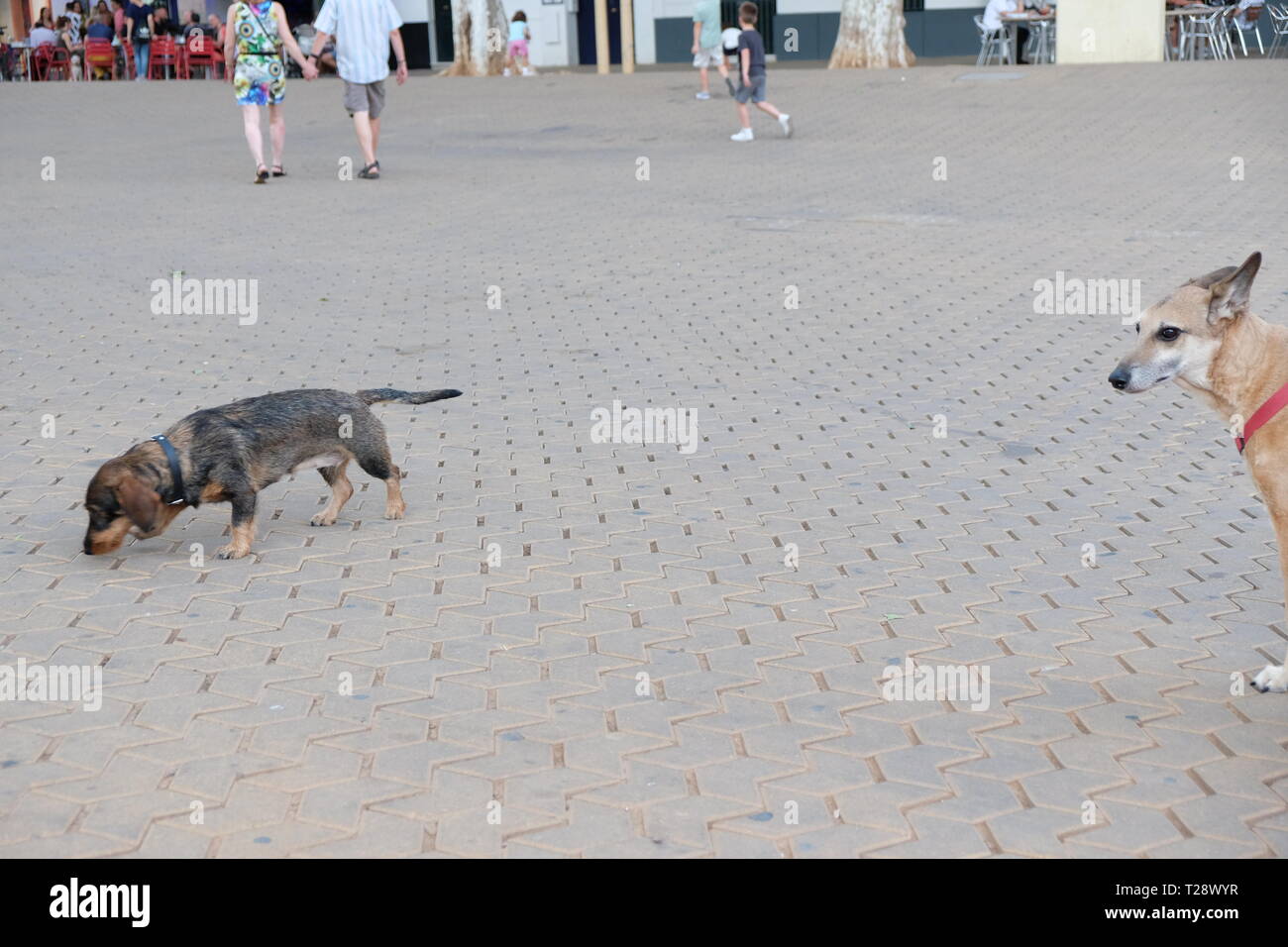 Deux chiens dans la rue Banque D'Images