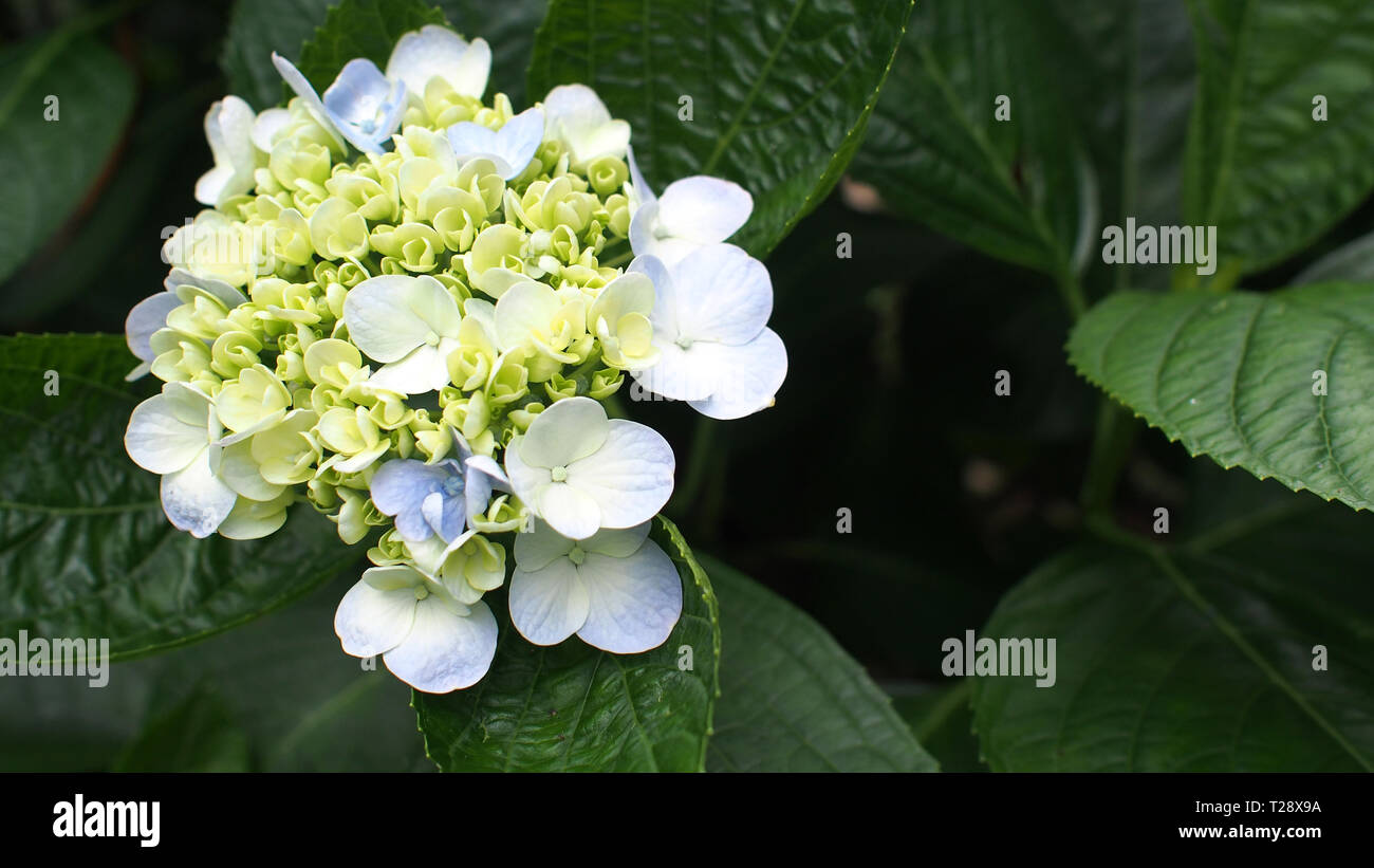 Fleur d'hortensias en fleurs,Hortensia (Hydrangea macrophylla Madame Emile Mouillere), Hydrangeaceae Banque D'Images