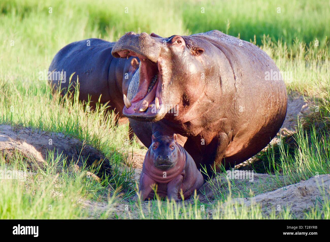 Hippo Bebe Et Maman A La Maison Photo Stock Alamy