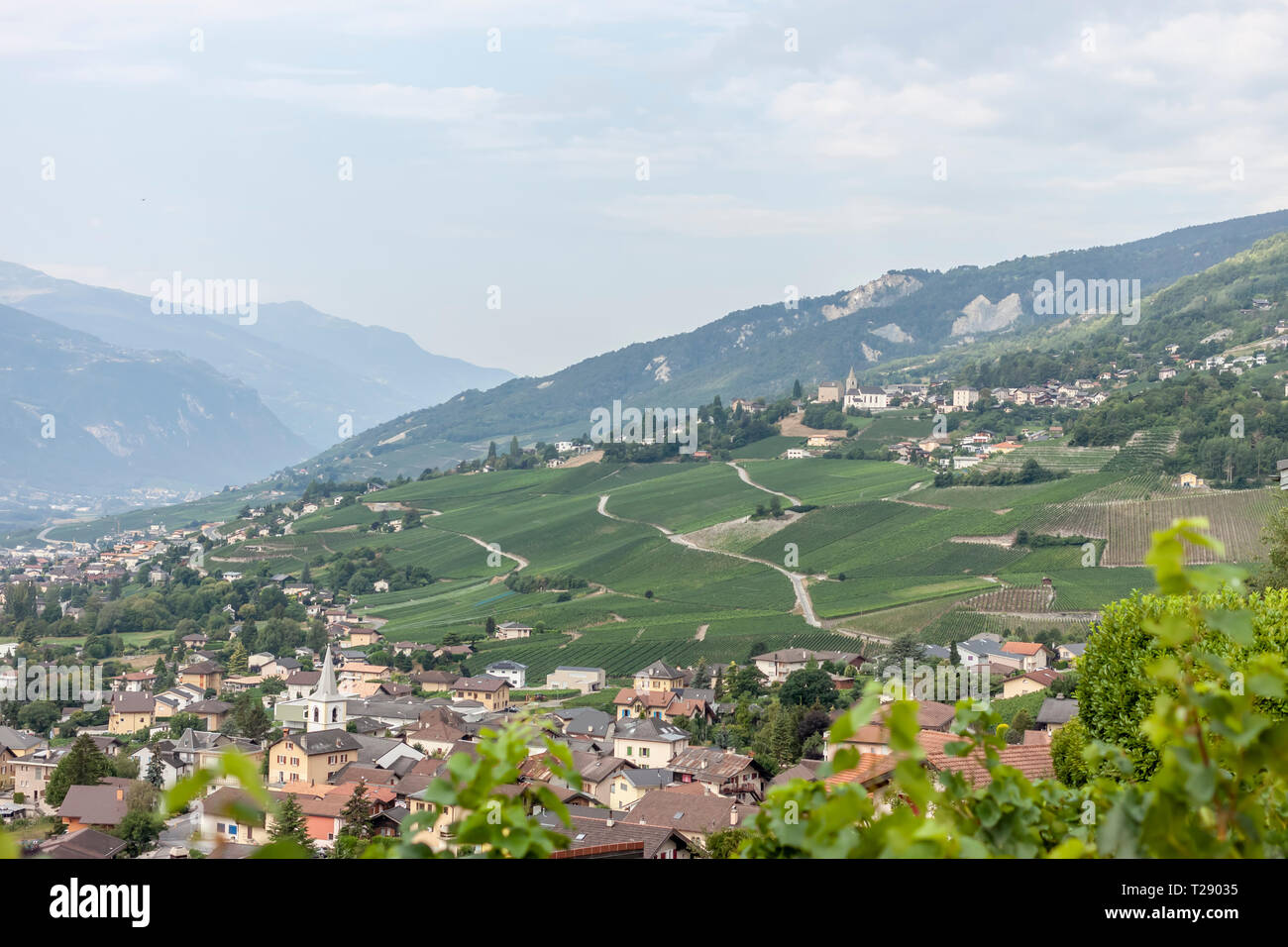 Paysage viticole de l'été vert belle nature de la Suisse Banque D'Images