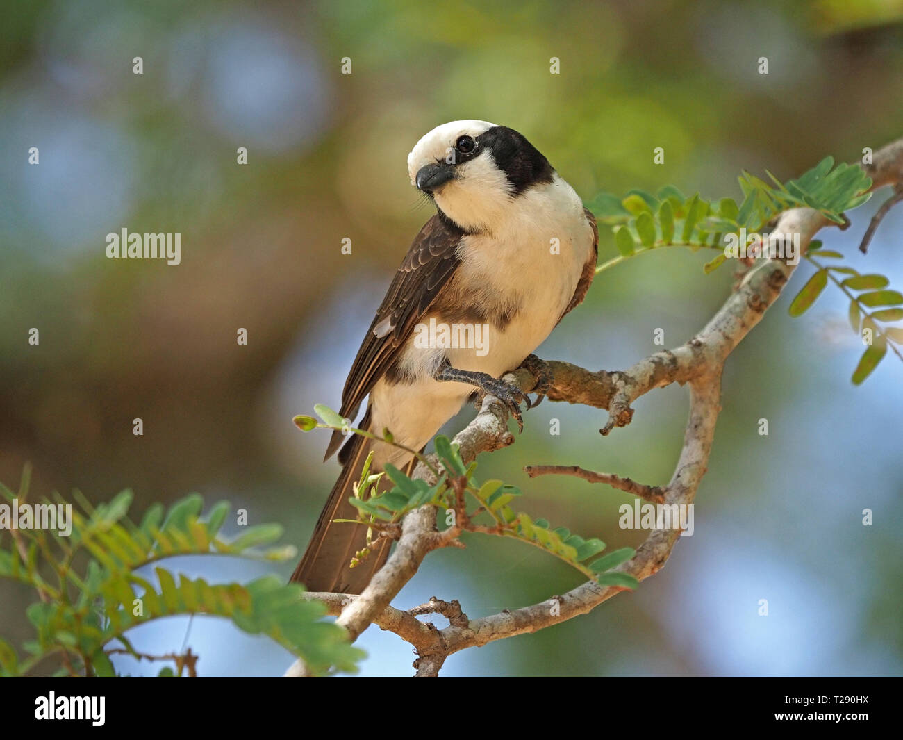 Portrait détaillé d'une Blanche du Nord (Eurocephalus ruppelli Bush migratrice) perché dans un tamarinier à Satao Camp l'Est de Tsavo NP,Kenya,Afrique Banque D'Images