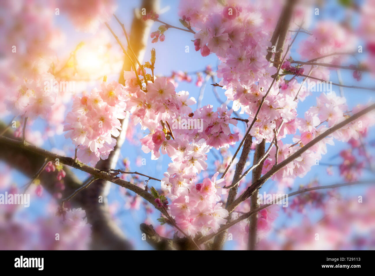 Cerisiers en fleurs sur fond de ciel bleu Banque D'Images
