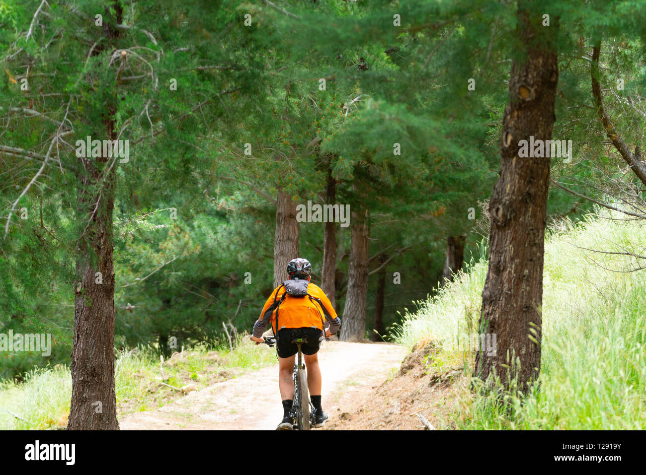 BLENHEIM Nouvelle-zélande - le 30 octobre 2018 ; cycliste de gilet orange équitation à flétrir Hills Farm la voie à travers forêt de pins. Banque D'Images