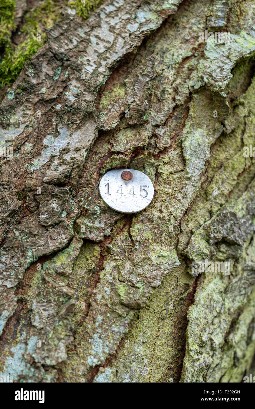 Numéro d'identification d'arbres tag Banque D'Images