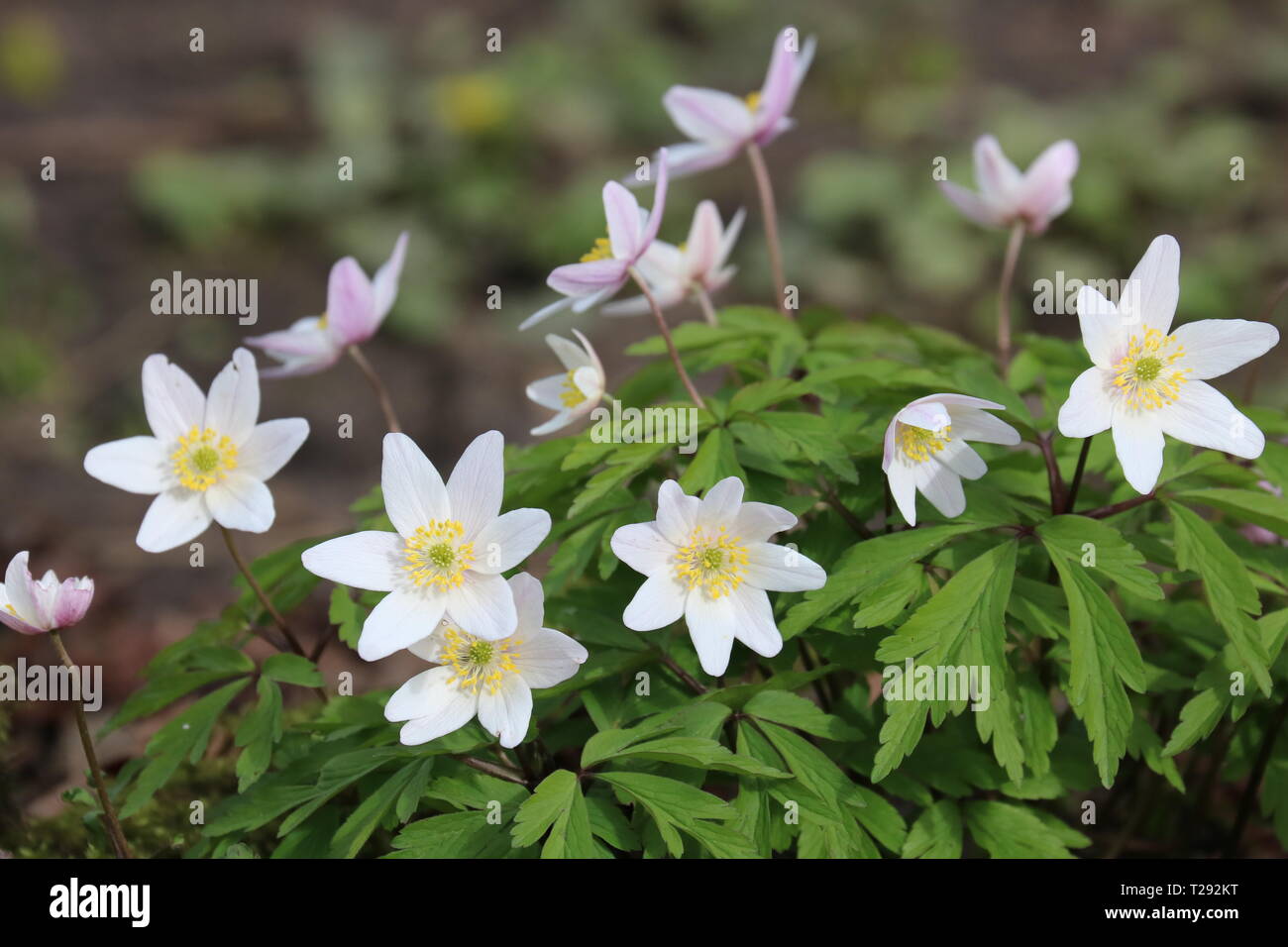 Anémone des bois fleur, Townley Hall, Burnley, Lancashire, UK, le 31 mars 2019 Banque D'Images