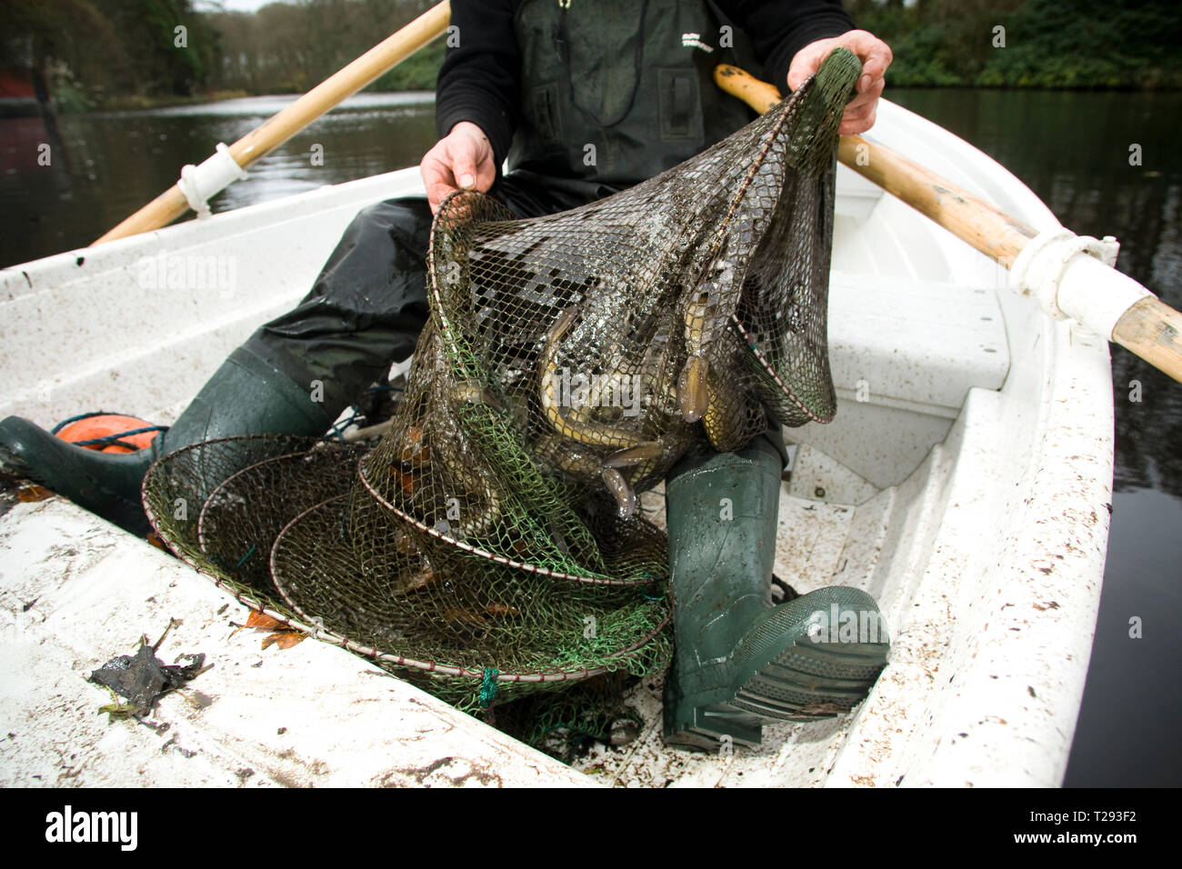 McCreadie David pêcheur assis dans son petit bateau à rames d'un verveux  plein d'anguilles fraîchement pêché dans les eaux d'un petit lac intérieur  sur Anglesey, au nord du Pays de Galles, pendant