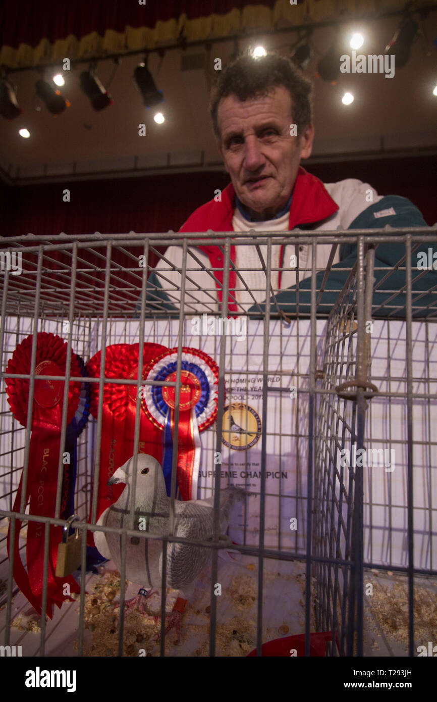 Norman Perry, de Port Talbot, Pays de Galles, en photo avec son pigeonnier qui a remporté le prix du champion suprême à l'assemblée annuelle de l'Association Colombophile Royal Show de l'année aux Winter Gardens, Blackpool. Cette exposition de deux jours a lieu chaque année, à Blackpool et attire 4000 inscriptions de pigeon fanciers de partout dans le monde. L'événement de deux jours a attiré 20 000 spectateurs et concurrents. Banque D'Images