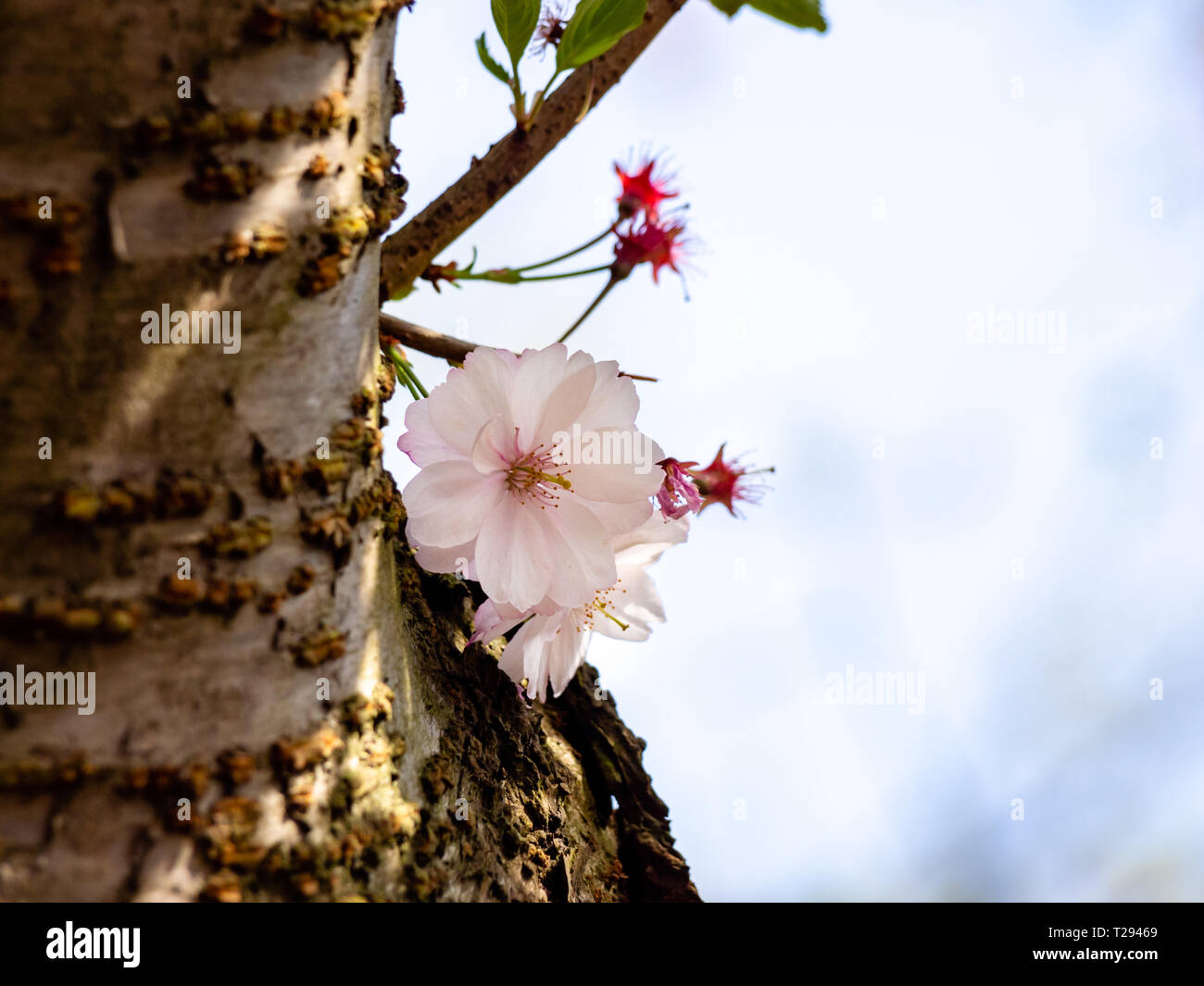 Les jeunes de plus en plus de germes Cherry Tree Trunk montrant quelques fleurs. Focus sélectif et l'arrière-plan flou Banque D'Images