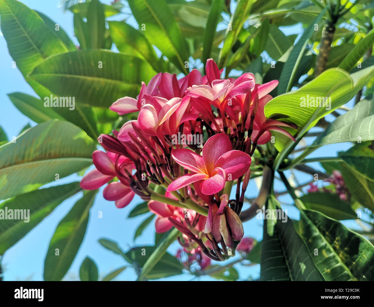 Karon, Thaïlande. Feb 26, 2019. Un frangipani rose fleurit sur un domaine à la plage de Karon. Le Frangipani Plumeria appartient au genre dans la sous-famille des Rauvolfioideae dans la famille du chien empoisonnent les plantes (Apocynaceae). Crédit : Alexandra Schuler/dpa/Alamy Live News Banque D'Images