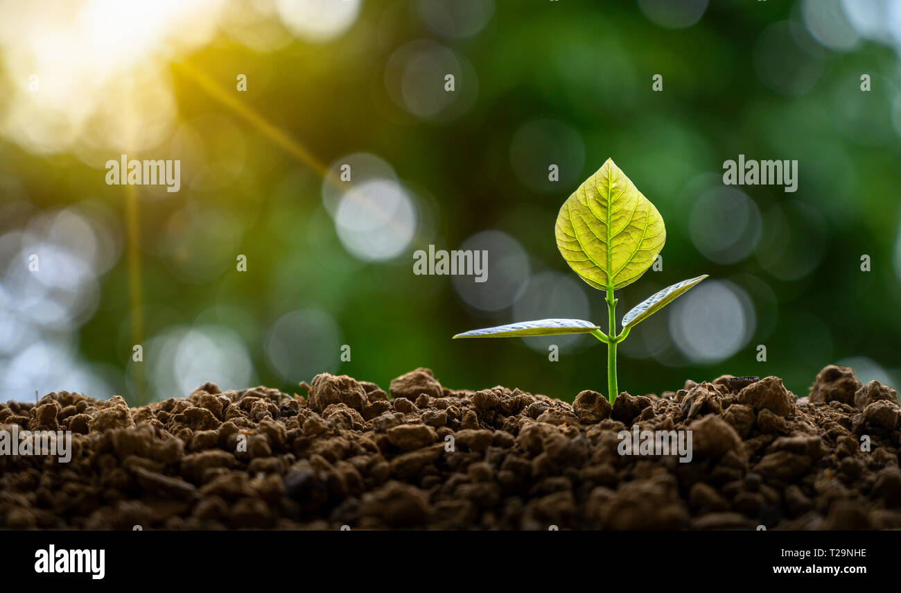 Développement de la croissance des semis Semis plantation jeune plant dans la lumière du matin sur fond nature Banque D'Images