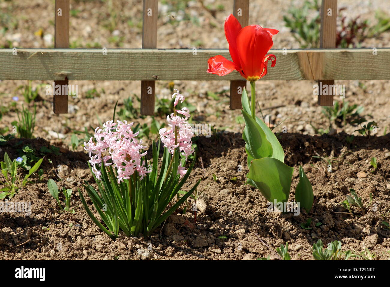 Jacinthes roses ou Hyacinthus plante en plein de petites fleurs complètement ouvertes de plus en plus l'un à côté de spike ou grappes de fleurs tulipes rouge vif Banque D'Images