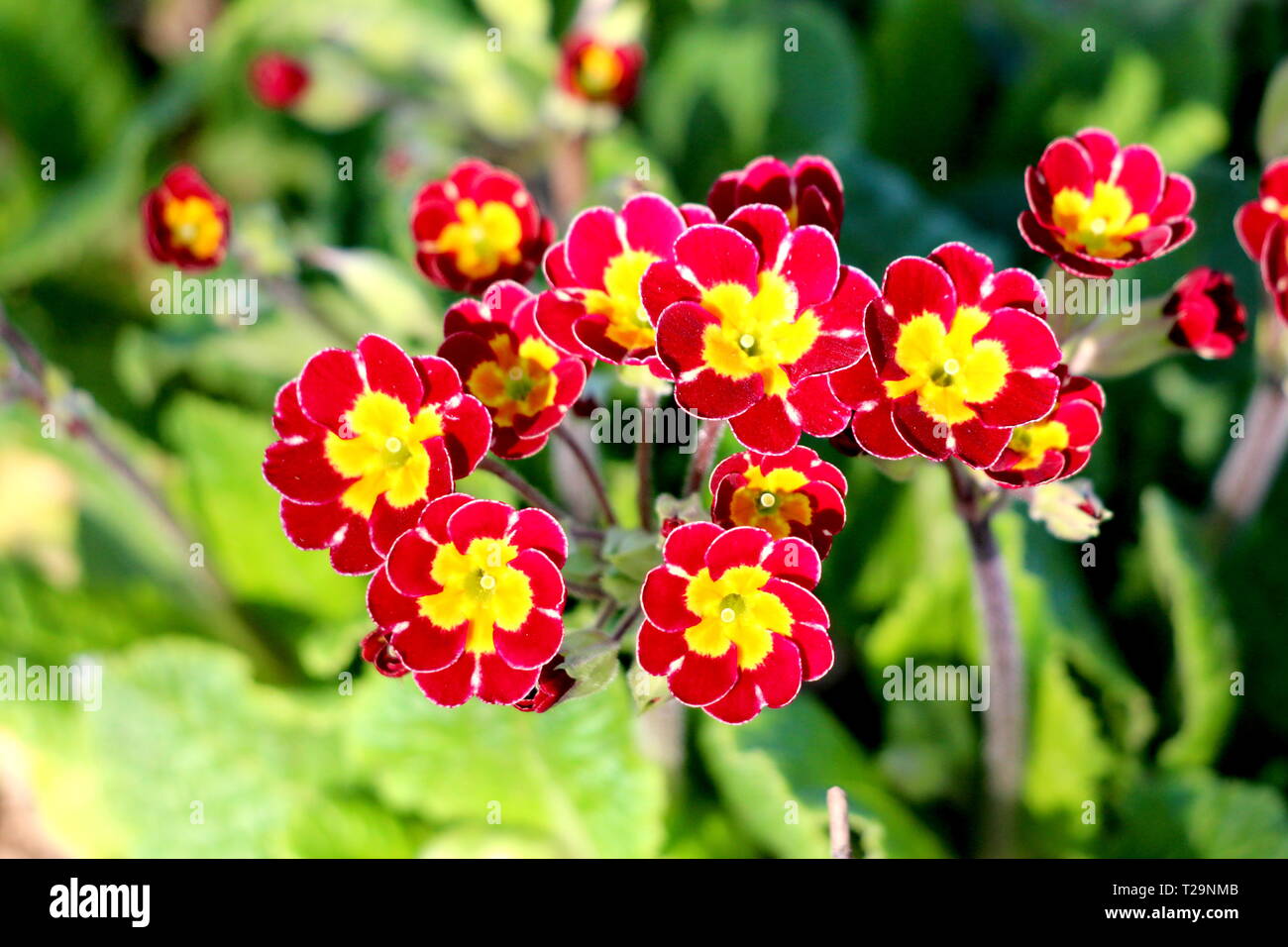 Ou Primrose Primula rouge foncé avec un centre jaune vif petites fleurs poussant dans jardin local entouré avec des feuilles vertes sur le printemps chaud et ensoleillé Banque D'Images