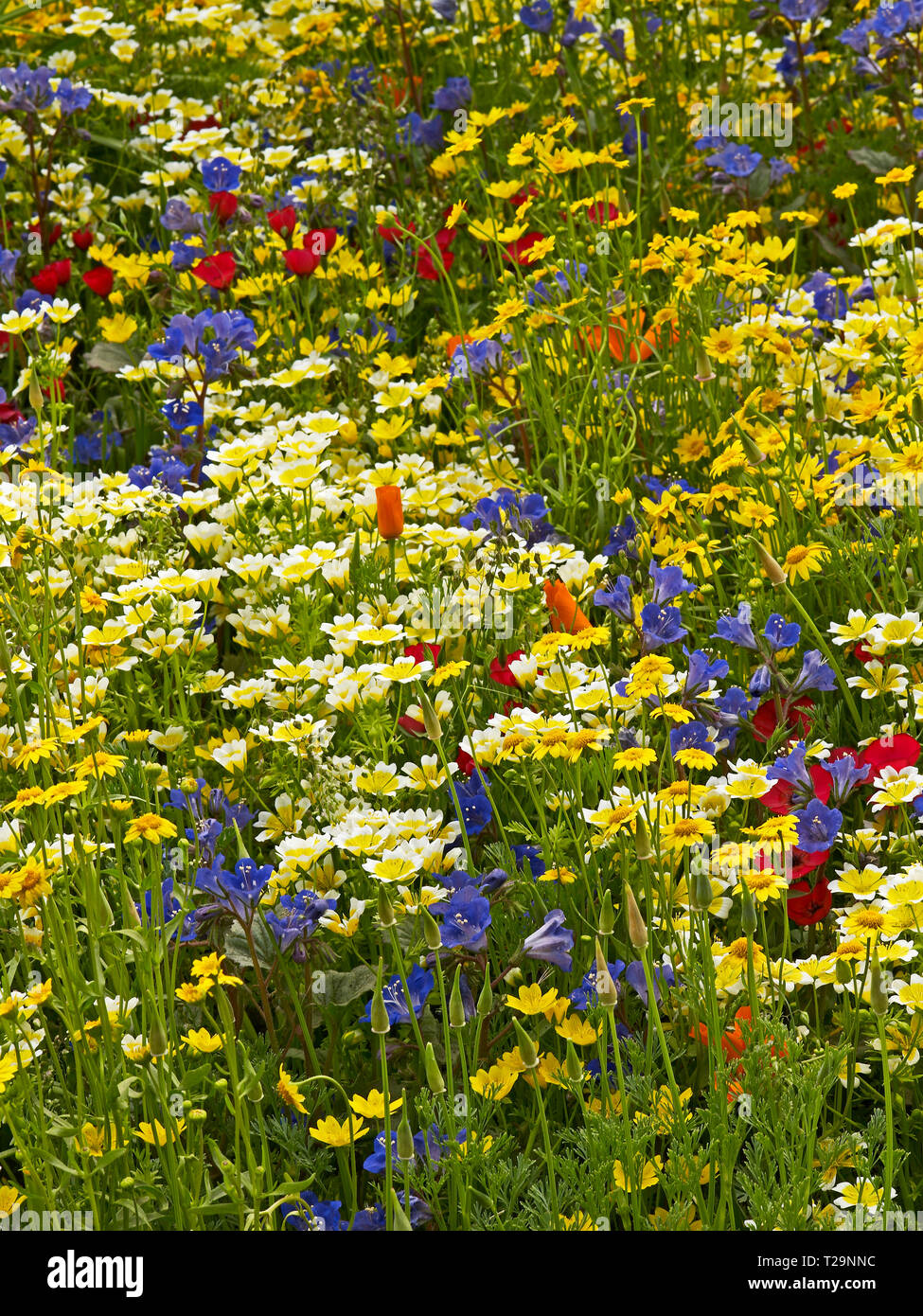 Un californien wild flower meadow avec une sélection de fleurs sauvages aux couleurs vives et naturelles Banque D'Images