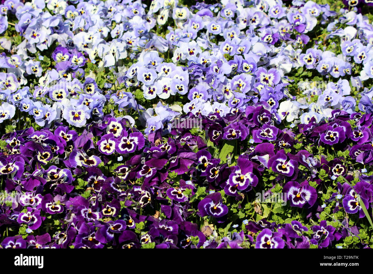 Violet et bleu clair avec centre blanc et jaune ou Viola tricolor pensée sauvage ou Johnny jump up ou Heartsease ou Cœurs de facilité ou de coeur delight Banque D'Images