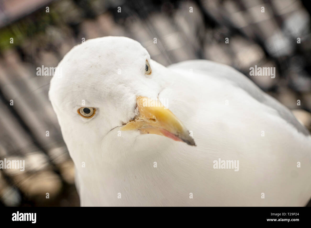 Gros plan extrême de mouette avec arrière-plan flou Banque D'Images