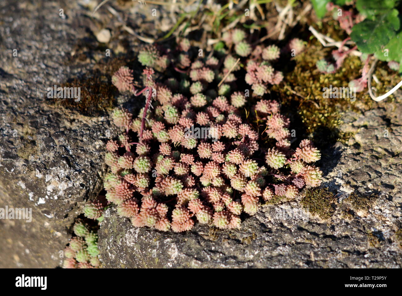 Sedum ou orpin hardy succulentes vivaces couvre-sol rouge foncé à vert plante avec des feuilles épaisses et charnues de plus en plus de tiges jardin local Banque D'Images