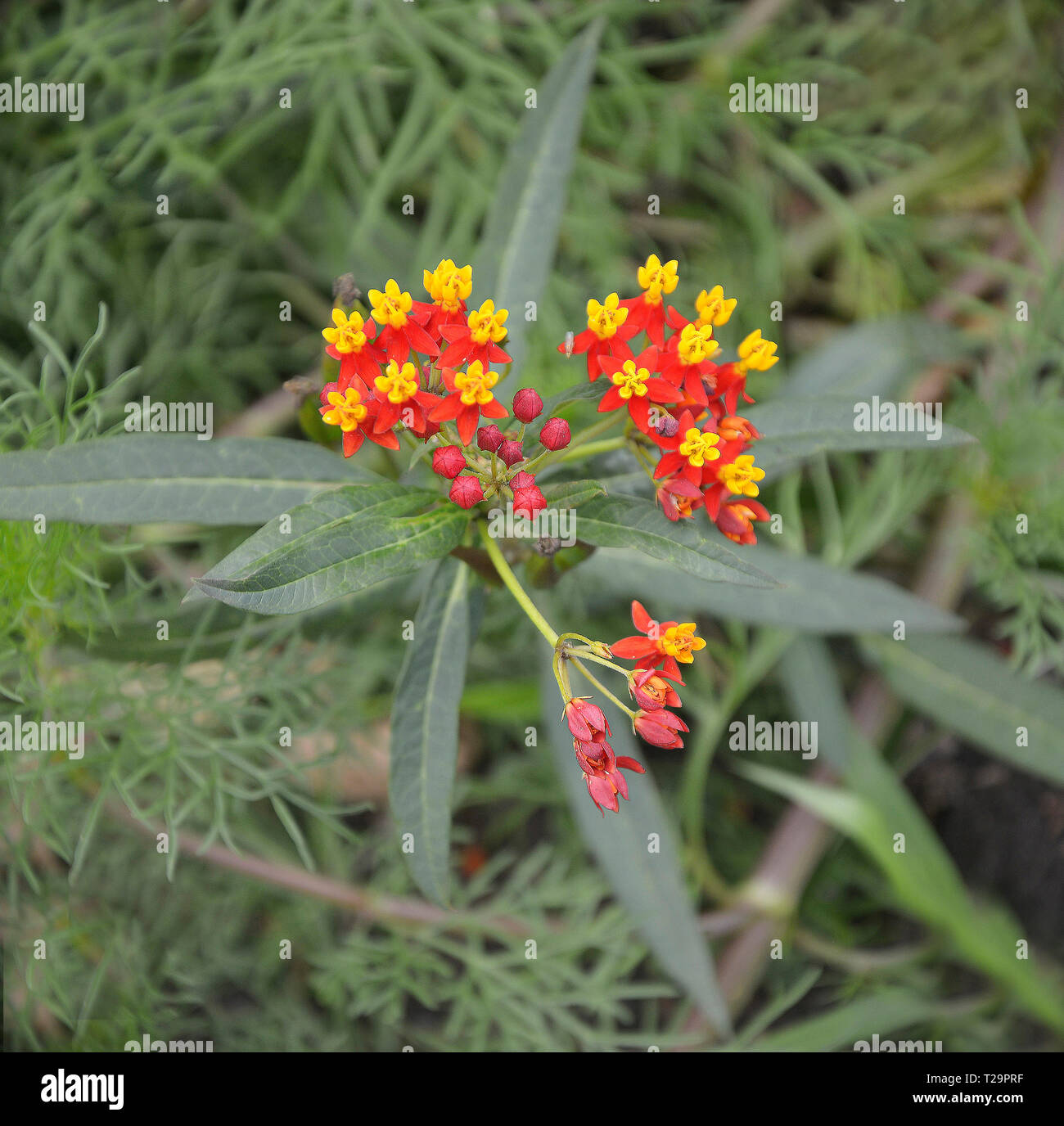 Close up d'un rouge profond soyeux Asclepias dans une fleur border Banque D'Images