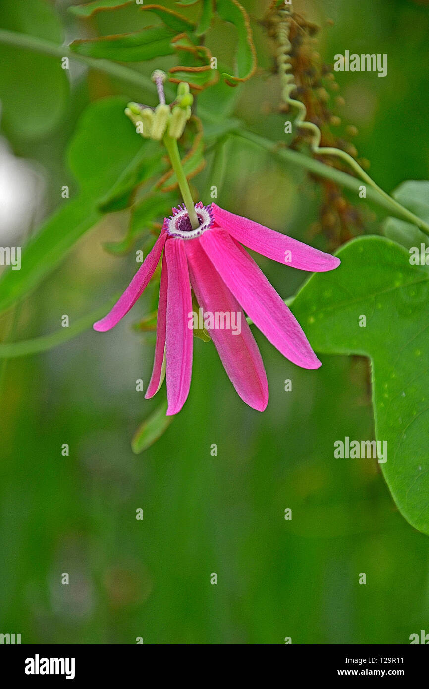 Close up of Passiflora Nigradenia conservantory dans un jardin Banque D'Images