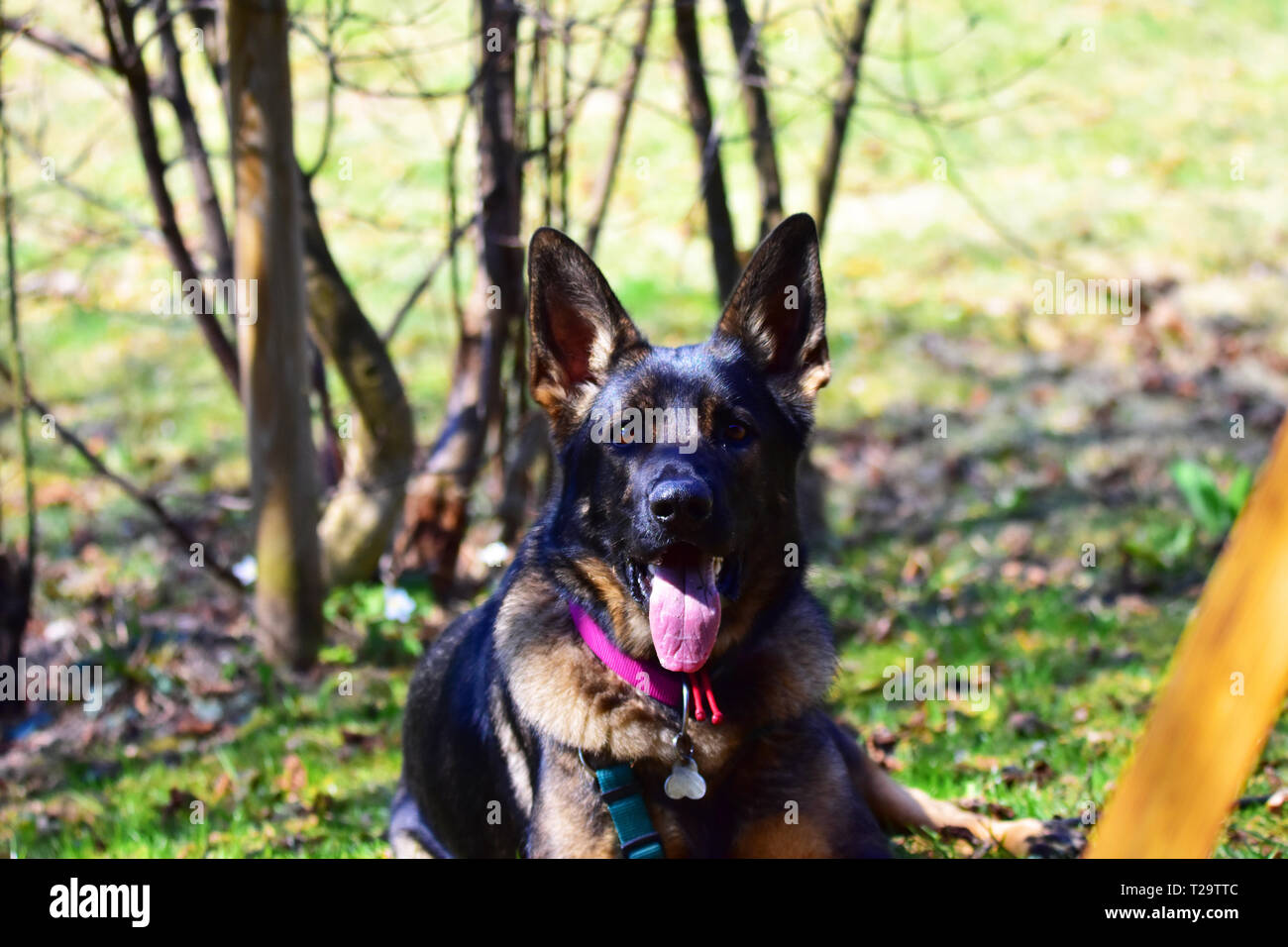 German Shepard chien tout en jouant dans le jardin. Banque D'Images