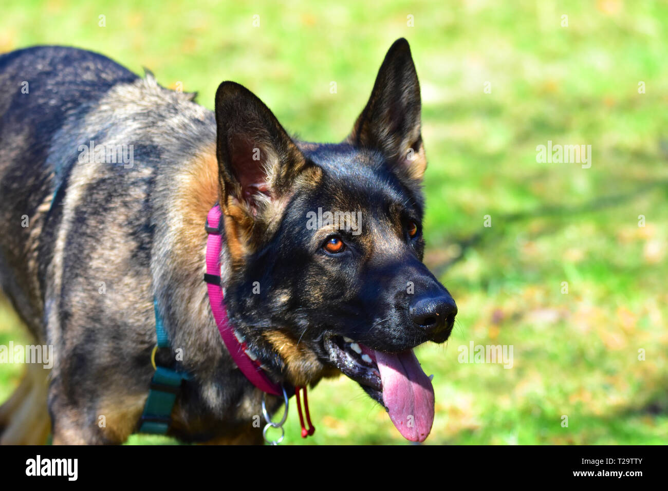 German Shepard chien tout en jouant dans le jardin. Banque D'Images