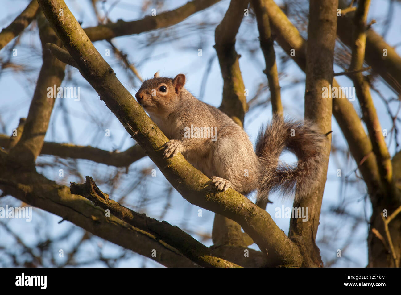 L'écureuil gris de l'escalade sur les branches d'un arbre en hiver Banque D'Images