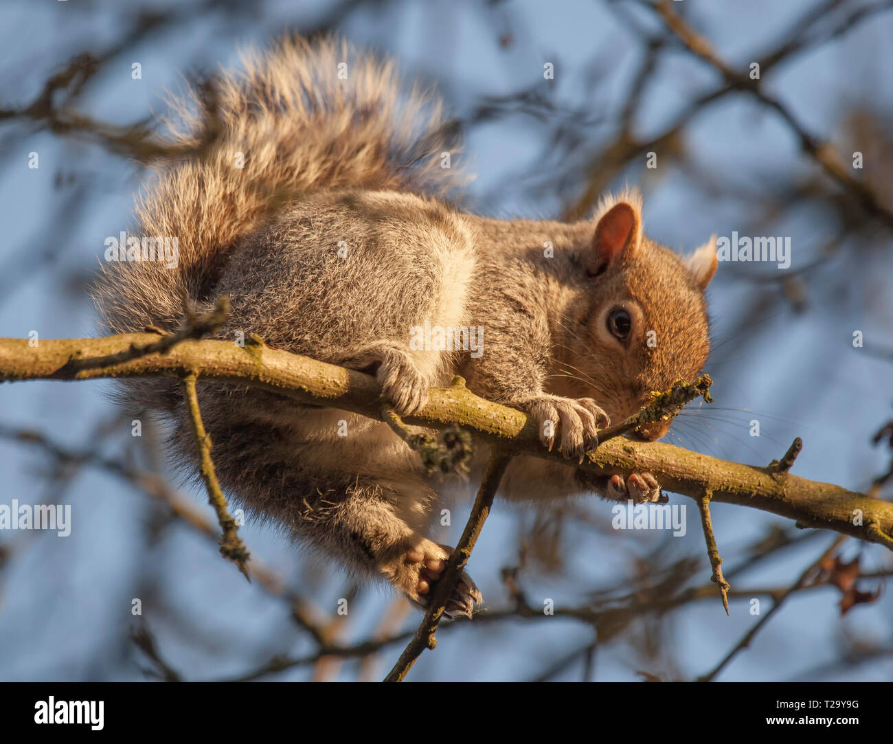 Écureuil gris ou écureuil gris grimpant sur les branches d'un arbre en hiver Banque D'Images