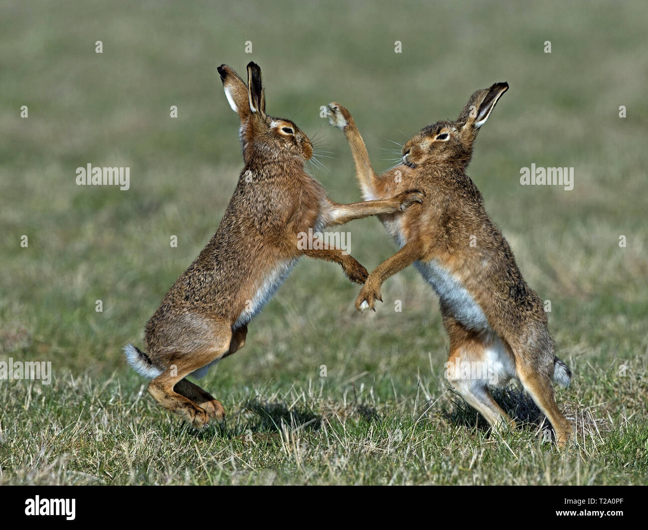 European brown hare boxing Banque D'Images