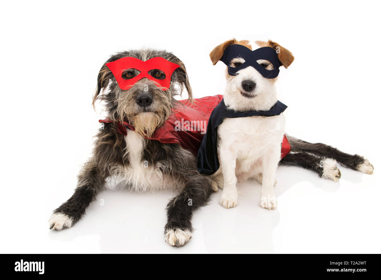Deux chiens drôles de costumes de super-héros. JACK RUSSELL pure race, ET PORTANT UN MASQUE ROUGE ET BLEU ET UNE CAPE. Carnaval OU HALLOWEEN. Encore une fois isolé STUDIO SHOT Banque D'Images