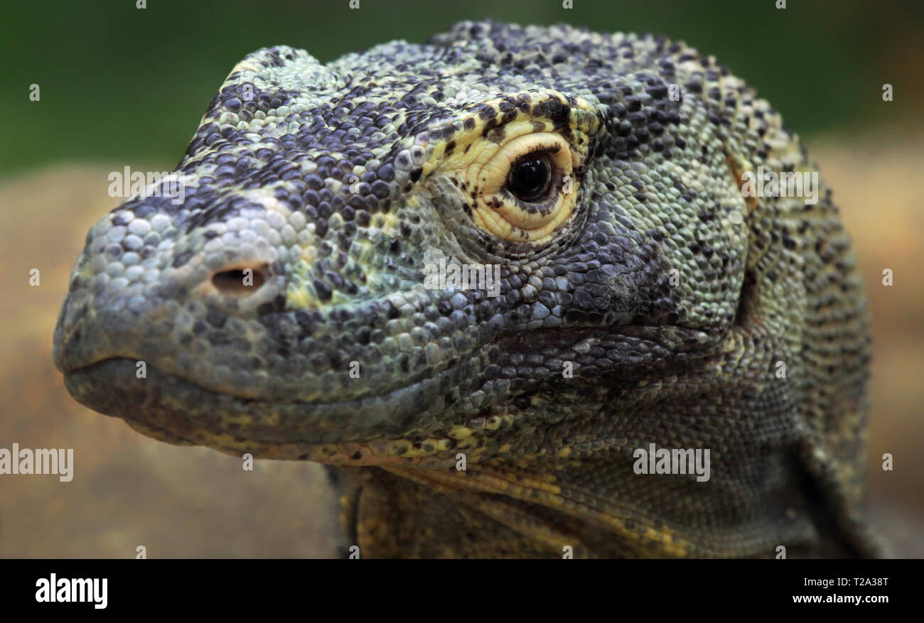 Vue rapprochée d'un dragon de Komodo (Varanus komodoensis) Banque D'Images