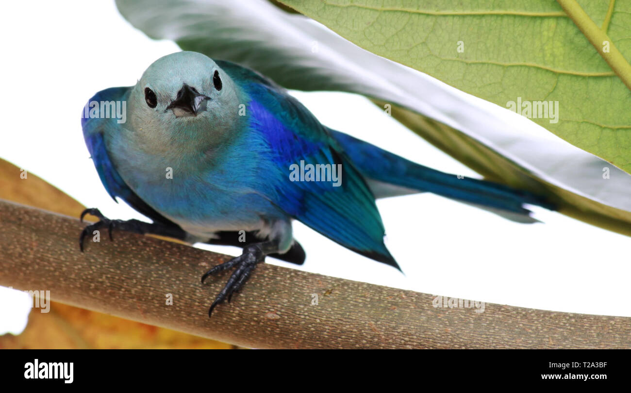 Vue frontale d'un gris-bleu (Tangara Thraupis episcopus), Tobago Banque D'Images