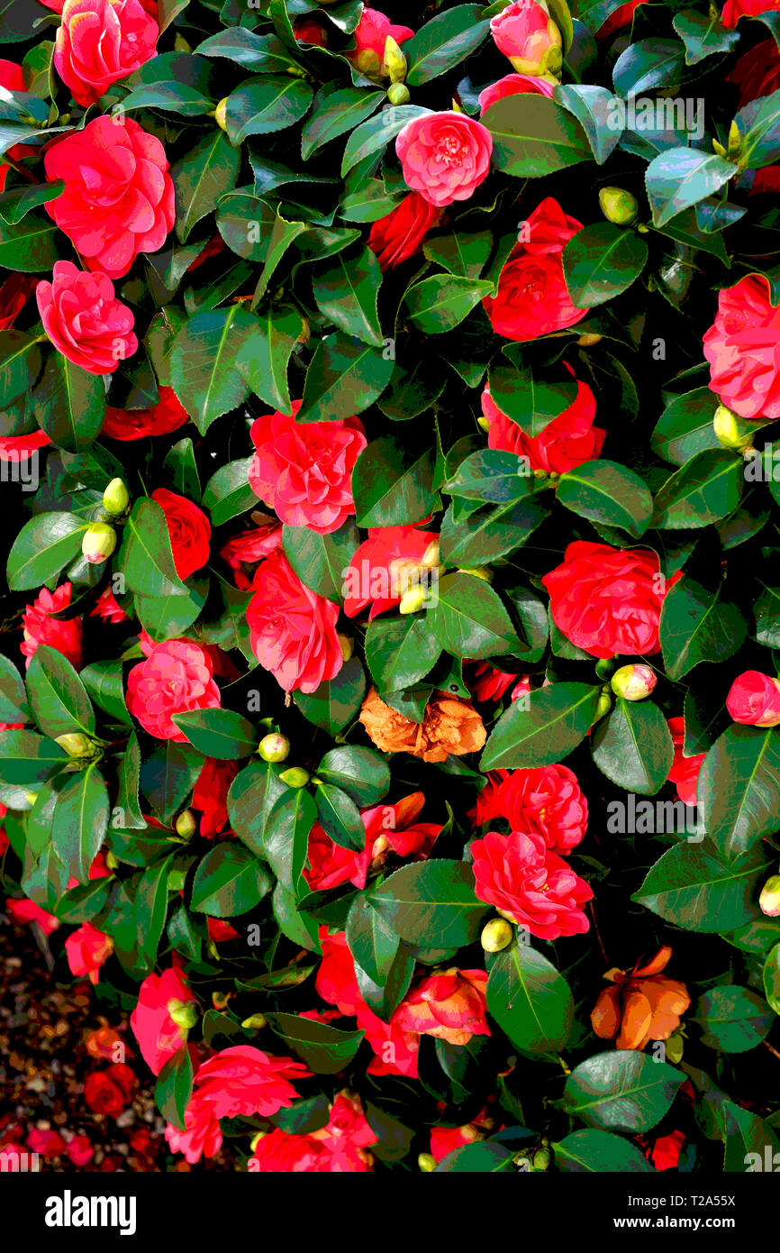 ,Printemps,vert,rouge,bush,fleurs, Angleterre Banque D'Images
