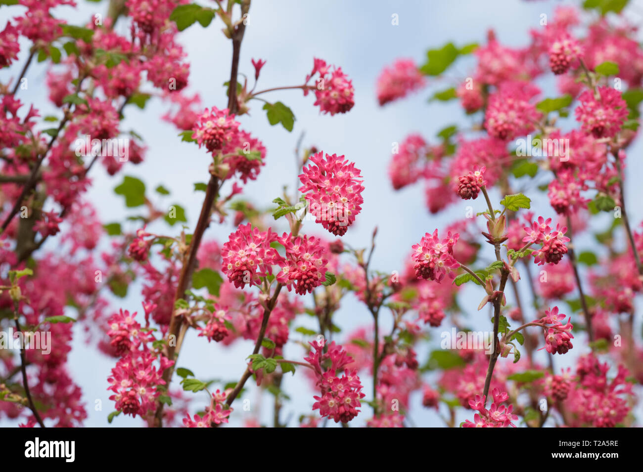 Ribes sanguineum. Groseillier à fleurs au début du printemps. Banque D'Images