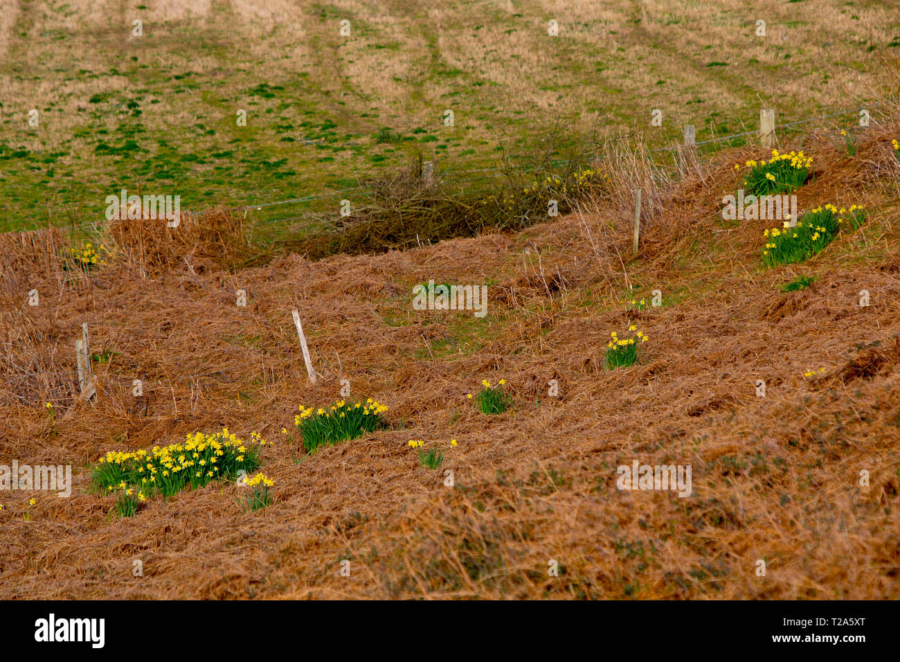 Les jonquilles,en,terrain,ferme,fleurs,agriculture,politique,,politiques,agricole,champ en jachère,set,côté,terre,grant,europe,Union européenne,subventions,subventionner,subventionner, Île Banque D'Images